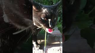 Eat more salad! #wheatgrass #cats #grass #salad #healthyliving #slomo #slowmotion #blackcat #gocats