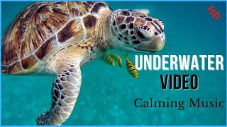 Beautiful Underwater Blue Ocean Calming Music, Relaxing 2021