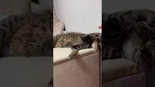 #singer #song #vintage #coversong #cat #веселыекоты #кот #видосыоткота #котики