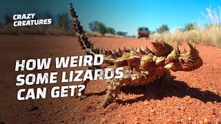 The Top 10 Weirdest Lizards on Earth