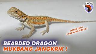 RAKUSNYA BEARDED DRAGON MUKBANG MAKAN JANGKRIK ! #SAWAN