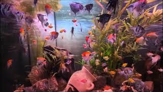 Angelfish and Glofish tetra tank mates -  Angelfish and Glofish Tetra live together in the fish tank