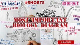 Important Diagrams You Must Practise Class12 Biology #HUMAN #REPRODUCTION #SHORTS