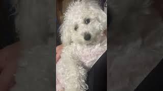 Smooth brain  ?? #dog #puppy #cute #cutedog #pets #funny #cuteanimals #smoothbrain #poodle