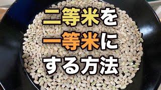 【色彩選別機】二等米を一等米にする方法教えます！(RICE IS COMEDY®︎)