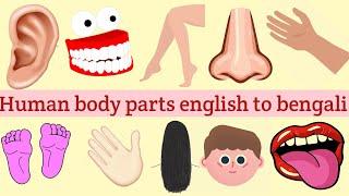 Human body parts for kids। Human body parts english to bengali translation l