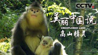 【ENG】《美丽中国说》UNEXPLORED LAND EP2 长着一张“明星脸”的小动物居然还有两副面孔！具备美貌却破坏力极强的它们将会在大自然中遇到怎样的生存考验？【CCTV纪录】