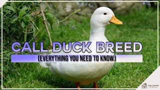 Call Duck Breed: Everything you Need to Know