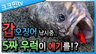 갑오징어 낚시 / 가지채비 / 갑오징어 통찜