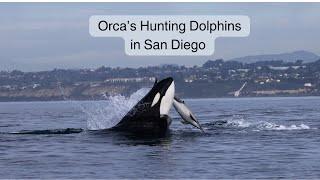 Orcas of San Diego