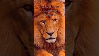 No softness.. #innerstrength, #realtalk, #strengthinadversity, #lessonsoflife, #shortsvideo, #lion