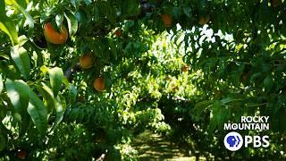 Colorado Experience: Palisade Peaches