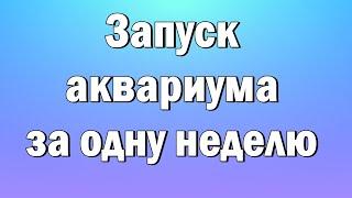 Как запустить аквариум Быстрый запуск.