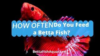 How Often Do You Feed a Betta Fish? - How much to feed Betta?