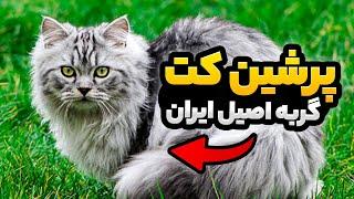 پرشین کت یا گربه ایرانی  محبوب ترین گربه جهان