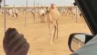 Camel's love for his owner