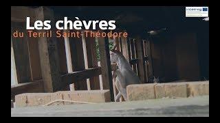 Destination terrils : les chèvres du terril Saint-Théodore