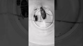 1,2,3 start cockroach #aymanblog #shorts #funny #cockroach