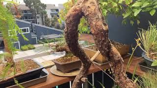 Bonsai Balcony: Our Ponderosa pines arrive! Literati Yamadori and Shohin