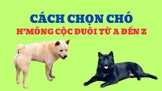 Chó H‘mông Cộc Đuôi Trông Giữ Nhà Có Tốt Không / Bằng Đoàn TB