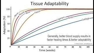 Muscle Tendon Growth Strengthen And Training Effect with Dr. Vizniak