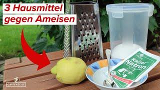 3 Hausmittel gegen Ameisen die du sicher nicht kennst! Ameisen auf Terrasse und Garten bekämpfen!