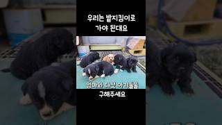 밭지킴이로 가야하는 아기들을 도와주세요 #강아지#유기견#밭지킴이#입양#임보#가족#사지말고입양하세요#치즈냥이