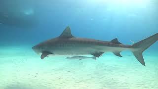 12 Horas buceando con tiburones - Record internacional