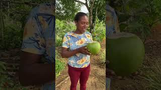 Tomando uma Deliciosa Água de Coco na Roça!