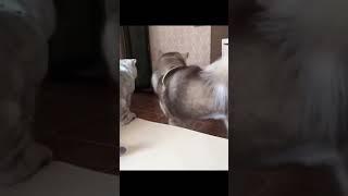 Cat Slaps Dog to Say No | Cat vs Dog  | Death to Boredom #funny #fail #lol