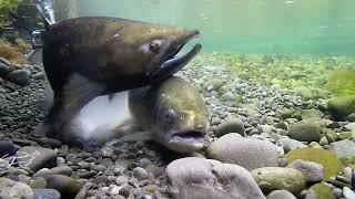 Chinook Salmon Spawning  May 2018 Canterbury - New Zealand