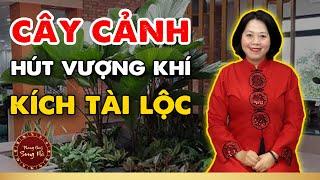 Hình - Khí -Ý: Chuyên gia tiết lộ bí quyết chọn cây phong thủy văn phòng hút vượng khí, kích tài lộc