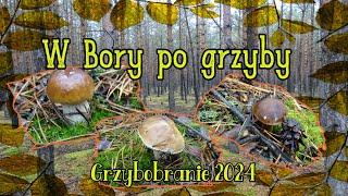 W Bory Dolnośląskie po grzyby - Grzybobranie 2024