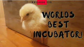 Probably the BEST INCUBATOR in the world, EVER!