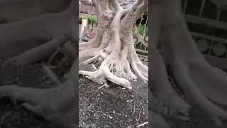 bonsai ficus elegant‼️koleksi sultan‼️amunisi pameran