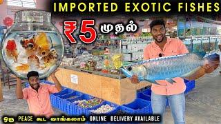 வெறும் 5 ரூபாய்க்கு கலர்கலரா - Imported Exotic Fishes | Delivery Available