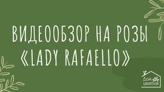 Видеообзор на розы "Lady Rafaello", доставка цветов в Ростове-на-Дону