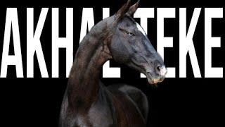 Akhal-Teke Horse: Breed Profile