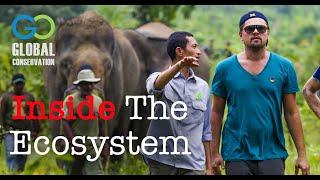 Inside the Leuser Ecosystem - Global Conservation