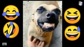 Memes 2020 of Dog Laugh | Hihihi