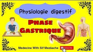 2/ Phase Gastrique | Physiologie 2éme Med