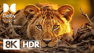EXTREMELY DANGEROUS WILDLIFE | DOLBY VISION™ HDR 8K (CLOSE-UP)