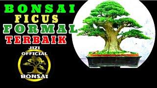 BONSAI FICUS FORMAL TERBAIK || IDE BONSAI