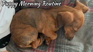 Mini dachshund puppy's morning routine