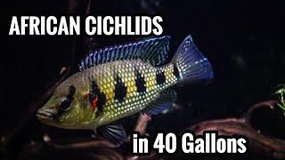 Top 5 African Cichlids in a 40 Gallon Aquarium