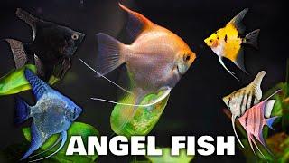 Popular Angel Fish for your Tank: Beautiful Community Aquarium Angel Fish!