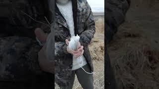 Кормим барашек #молодой фермер Карим
