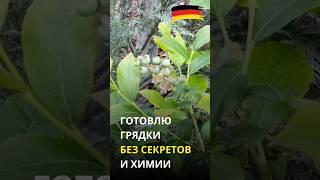 Почему все растет и радует? Что за земля в грядках?