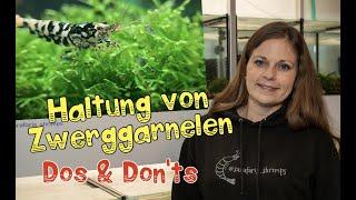 Haltung von Zwerggarnelen von Sarafaris Shrimps  - Tipps/ Dos & Don't