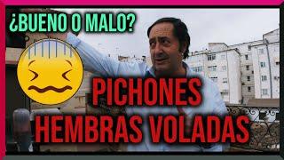 PICHONES ️️️ ¿Mucha hembra o poca? ‍